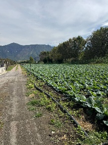 Foto Terreno agricolo a Striano di 4020 m² in vendita