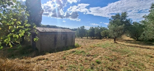 Foto Terreno residenziale a Capannoli San Pietro Belvedere di 6500 m²