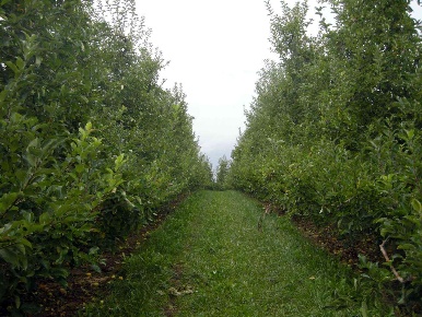Foto Terreno agricolo a Collebeato di 6000 m² in vendita