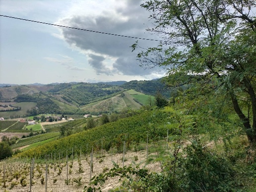 immagine annuncio 3 di 14