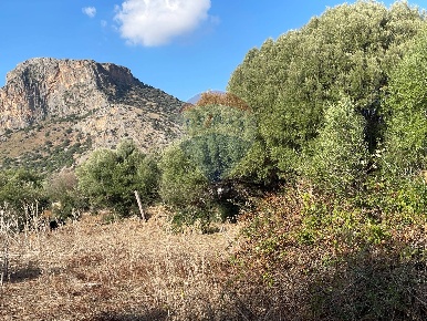 Foto Terreno agricolo in Via Mimosa, Terrasini di 16400 m² in vendita