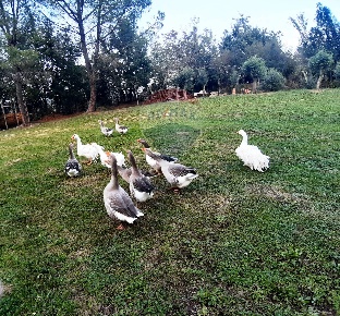 Foto Rustico in via Casale, Canale Monterano di 170 m² con 6 locali