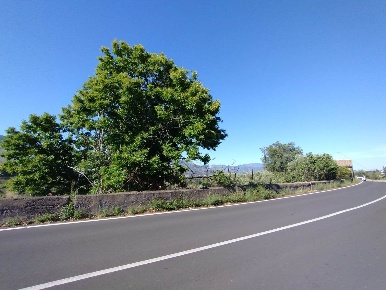 Foto Terreno agricolo in Strada Provinciale  89, Castiglione di Sicilia