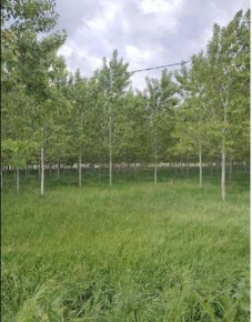 Foto Terreno agricolo in via Ex Provinciale Rasa, Lendinara Ramodipalo Rasa
