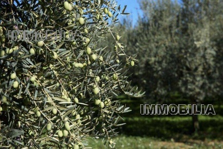 Foto Terreno agricolo in -, Citerna di 5800 m² in vendita