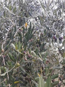 Foto Terreno agricolo in -, Monterchi Centro di 2910 m² in vendita