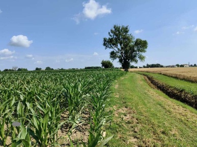Foto Terreno agricolo in Strada Provinciale, Tresignana di 2290 m²