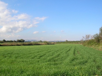 Foto Terreno agricolo a Siracusa Pantanelli - Elorina in vendita