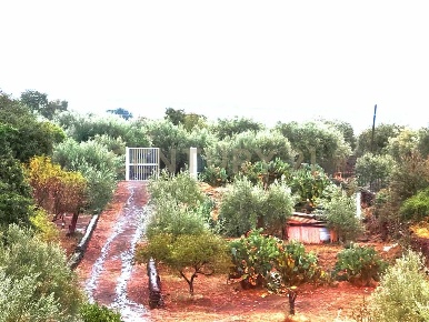 Foto Terreno agricolo in Via Calatafimi 73, Belpasso Centro di 3636 m²