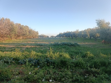 Foto Terreno edificabile in Contrada San Martino, Treglio di 2450 m²