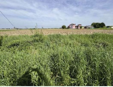 Foto Terreno edificabile in Via Casotti, Nogara Centro di 5923 m²