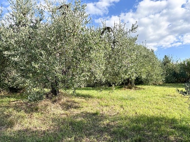 Foto Terreno agricolo a Empoli Martignana - Piazzano di 5300 m² in vendita
