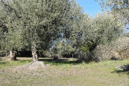 Foto Terreno agricolo a Belpasso di 25852 m² in vendita