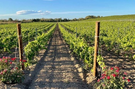 Foto Terreno agricolo in triglia scaletta, Petrosino di 4000 m² in vendita
