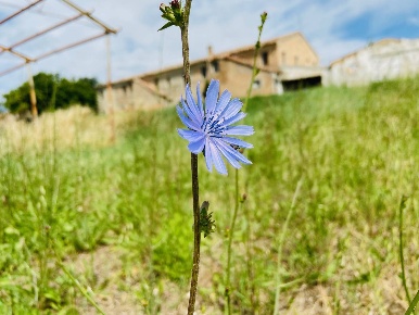 Foto Rustico in via mommeo, Belvedere Ostrense Centro di 1500 m² in vendita