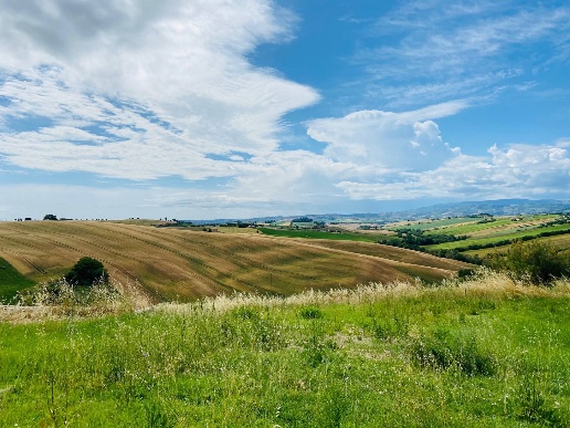 immagine annuncio 4 di 14