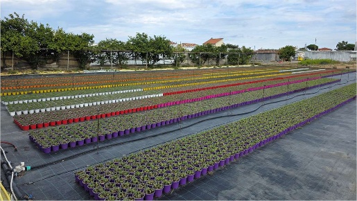 Foto Terreno agricolo in Via Burrone, Ceriale Centro di 1990 m² in vendita