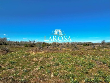 Foto Terreno agricolo in via euterpe, Melendugno in vendita