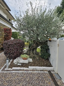 Foto Villa bifamiliare a Zero Branco Centro di 140 m² con 6 locali