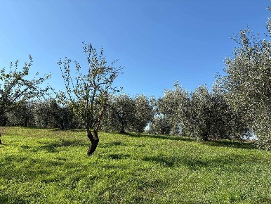 Foto Terreno agricolo a Viterbo Grotte Santo Stefano di 11570 m² in vendita