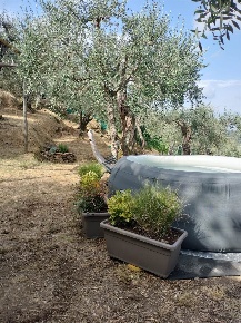 Foto Struttura sanitaria a Massarosa Pieve a Elici, Montigiano, Gualdo