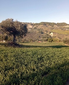 Foto Terreno agricolo in Contrada Colle Sant Angelo, Monteprandone