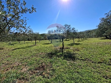 Foto Terreno agricolo in Loppiano località Il Casalino, di 24320 m²