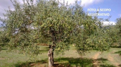 Foto Terreno agricolo a San Giovanni Valdarno di 15000 m² in vendita