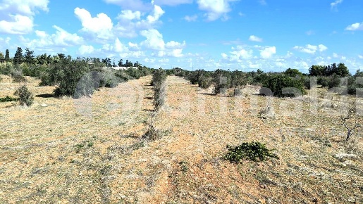 Foto Terreno agricolo in Strada statale 274 0, Gallipoli di 34500 m²