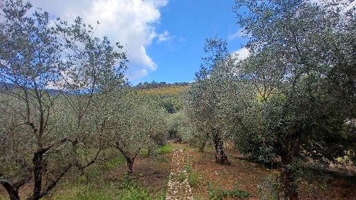 Foto Terreno agricolo in Valle Castagna, Sonnino di 10000 m² in vendita