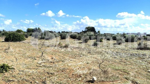 Foto Terreno agricolo in Strada Statale 274, Gallipoli di 34500 m²