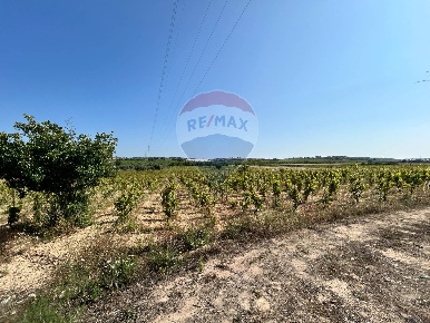 Foto Terreno agricolo in Contrada Maccari, Noto di 27375 m² in vendita