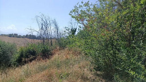 Foto Terreno agricolo in Contrada Valle Scura, Petritoli di 60000 m²