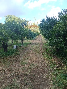 Foto Terreno agricolo in Via Albero San Filippo, Piedimonte Etneo Centro