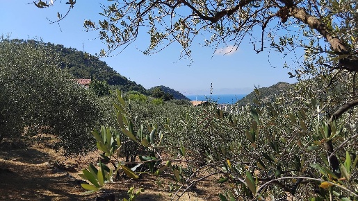 Foto Terreno agricolo in san sinforiano, San Biagio della Cima di 4059 m²