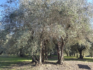 Foto Terreno agricolo a Colle di Val d'Elsa Colle Alta, Borgo Nuovo