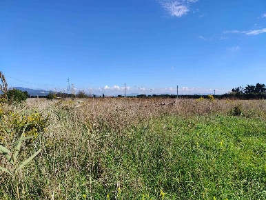 Foto Terreno agricolo a Piombino di 5000 m² in vendita