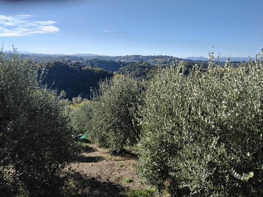 immagine annuncio 7 di 8