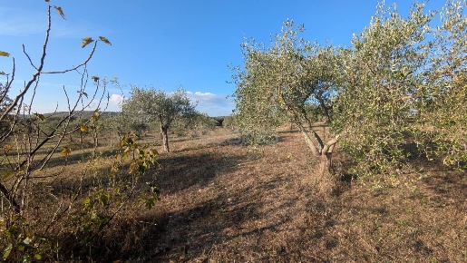 Foto Terreno agricolo in strada stallaini, Noto di 25350 m² in vendita