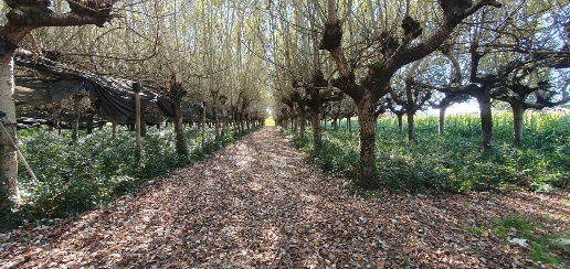 Foto Terreno agricolo a Capannori Petrognano - San Gennaro di 4000 m²