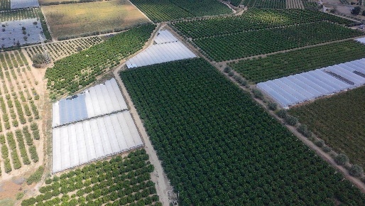 Foto Terreno agricolo a Policoro in vendita