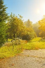 Foto Terreno agricolo in Via Trieste 20, Chiampo Centro di 5200 m²