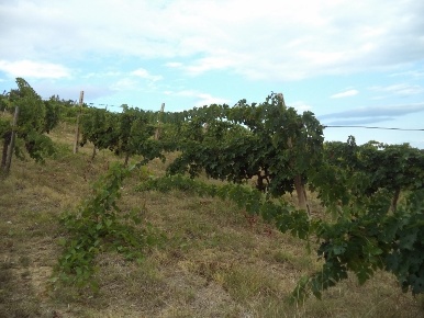 Foto Terreno agricolo a Colonnella in vendita