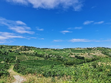 Foto Terreno commerciale in località spagna, Montecalvo Versiggia