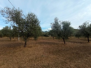 Foto Terreno agricolo a Castagneto Carducci Donoratico di 18700 m²