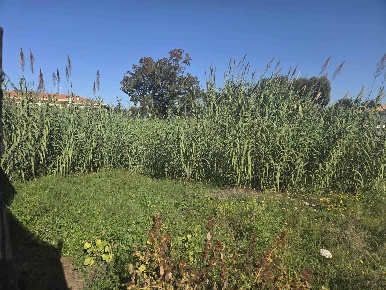 Foto Terreno edificabile in via miglioramento, Anzio Rinascimento
