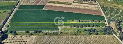 Foto Terreno agricolo in Contrada Scalella, Brindisi Sant'Elia di 4998 m²