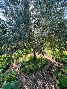 Foto Terreno agricolo a Aci Catena Centro di 1500 m² in vendita