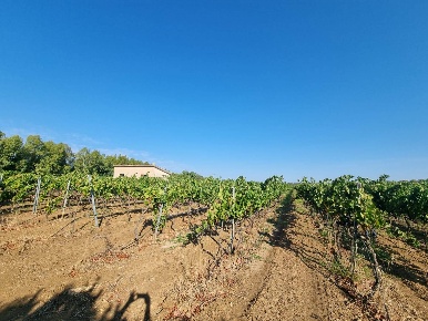 Foto Terreno agricolo in Località Is Murronis, Masainas di 3000 m²