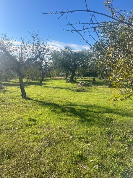 immagine annuncio 7 di 14